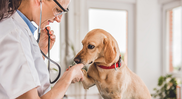 Jiangsu Dingshun Medische Producten Co., Ltd.